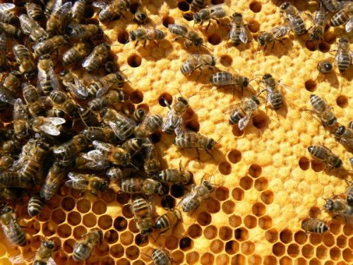 Beeswax – Cosmetic & Food Safe, 100% Pure (1 kg)