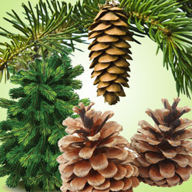 Pine Forest ilmefni 29.5 ml